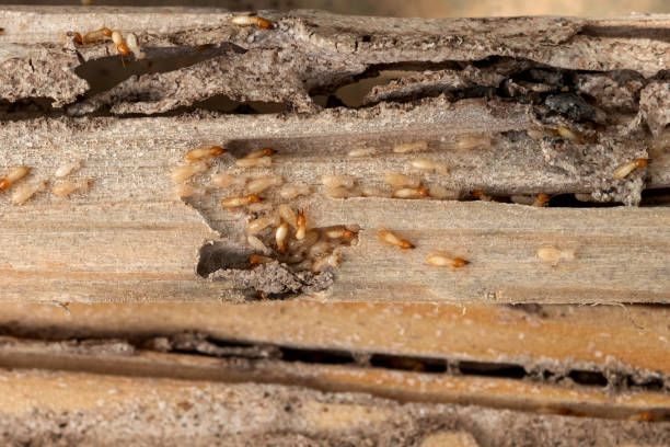 Spider Control Near Me in Walden, NY