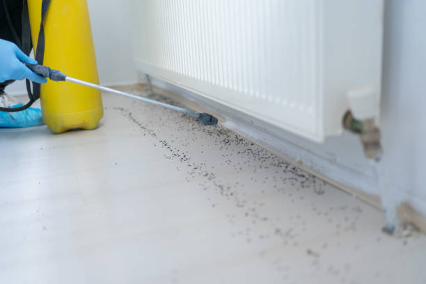 Best Wasp Removal Services  in Walden, NY
